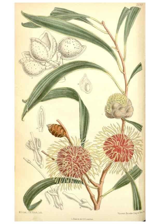 Reproducción/Reproduction 35307902791: Curtis's botanical magazine.. London ; New York [etc.] :Academic Press [etc.]