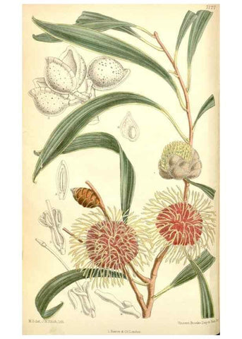 Reproducción/Reproduction 35307902791: Curtis's botanical magazine.. London ; New York [etc.] :Academic Press [etc.]