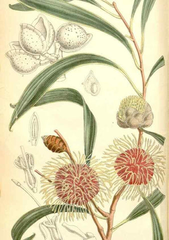 Reproducción/Reproduction 35307902791: Curtis's botanical magazine.. London ; New York [etc.] :Academic Press [etc.]