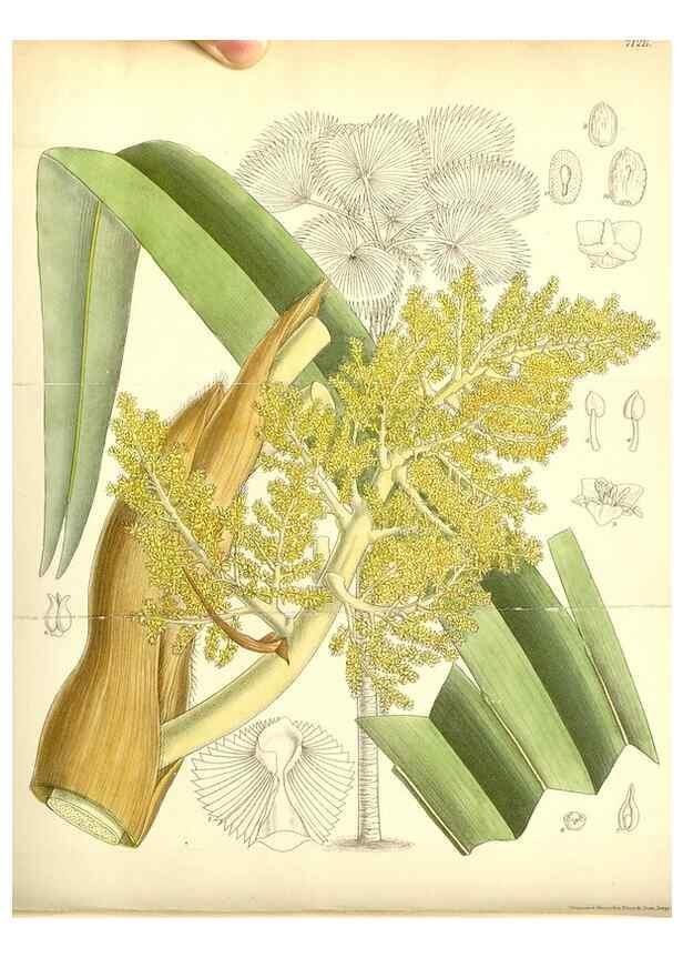 Reproducción/Reproduction 35307904691: Curtis's botanical magazine.. London ; New York [etc.] :Academic Press [etc.]