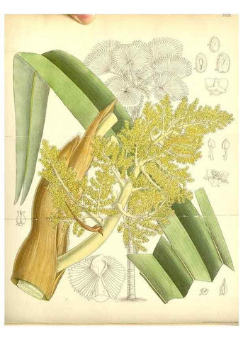Reproducción/Reproduction 35307904691: Curtis's botanical magazine.. London ; New York [etc.] :Academic Press [etc.]