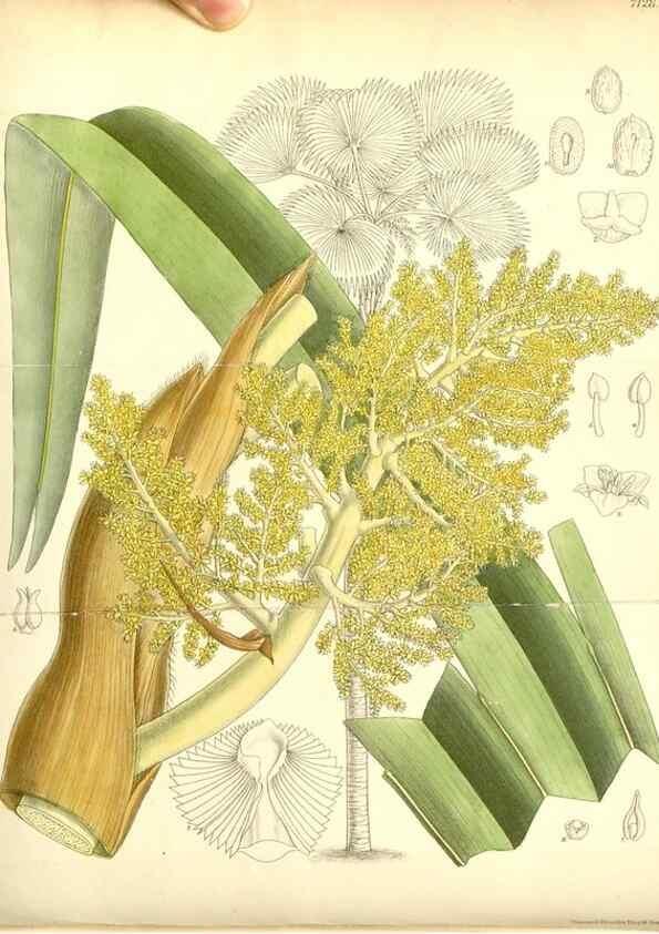 Reproducción/Reproduction 35307904691: Curtis's botanical magazine.. London ; New York [etc.] :Academic Press [etc.]