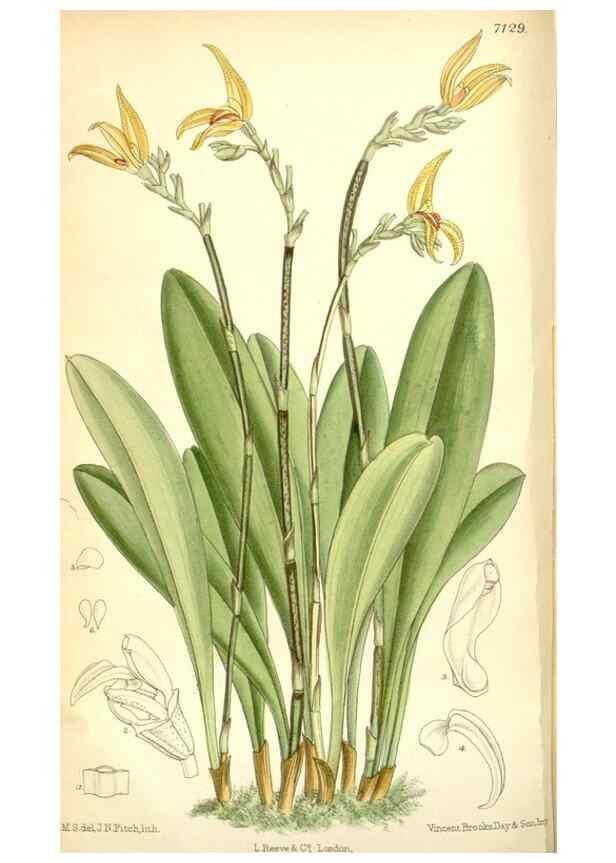 Reproducción/Reproduction 35307906541: Curtis's botanical magazine.. London ; New York [etc.] :Academic Press [etc.]