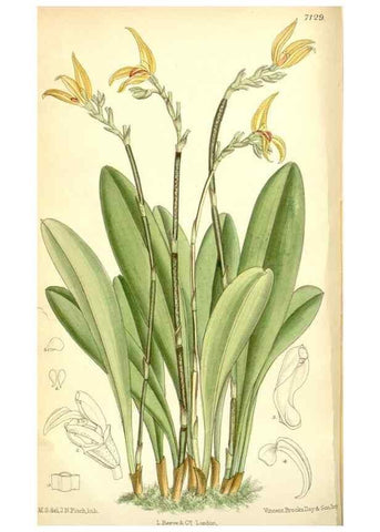 Reproducción/Reproduction 35307906541: Curtis's botanical magazine.. London ; New York [etc.] :Academic Press [etc.]