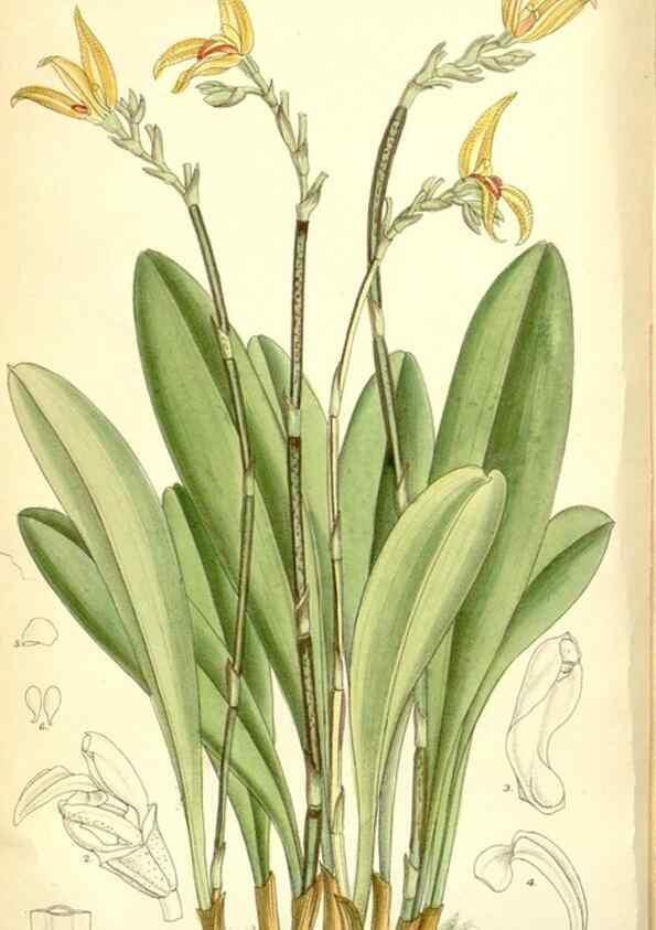 Reproducción/Reproduction 35307906541: Curtis's botanical magazine.. London ; New York [etc.] :Academic Press [etc.]