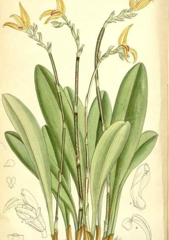 Reproducción/Reproduction 35307906541: Curtis's botanical magazine.. London ; New York [etc.] :Academic Press [etc.]