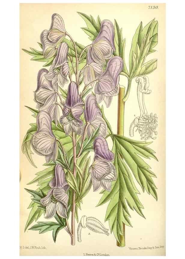 Reproducción/Reproduction 34627590083: Curtis's botanical magazine.. London ; New York [etc.] :Academic Press [etc.]