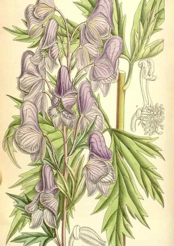 Reproducción/Reproduction 34627590083: Curtis's botanical magazine.. London ; New York [etc.] :Academic Press [etc.]