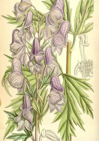Reproducción/Reproduction 34627590083: Curtis's botanical magazine.. London ; New York [etc.] :Academic Press [etc.]
