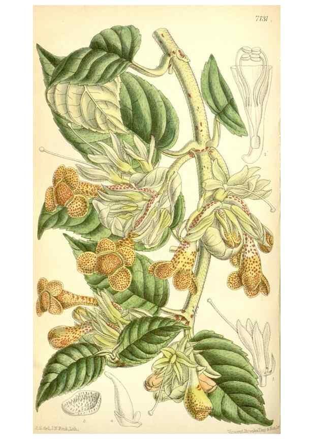Reproducción/Reproduction 35437558635: Curtis's botanical magazine.. London ; New York [etc.] :Academic Press [etc.]