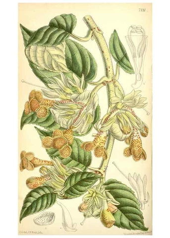 Reproducción/Reproduction 35437558635: Curtis's botanical magazine.. London ; New York [etc.] :Academic Press [etc.]