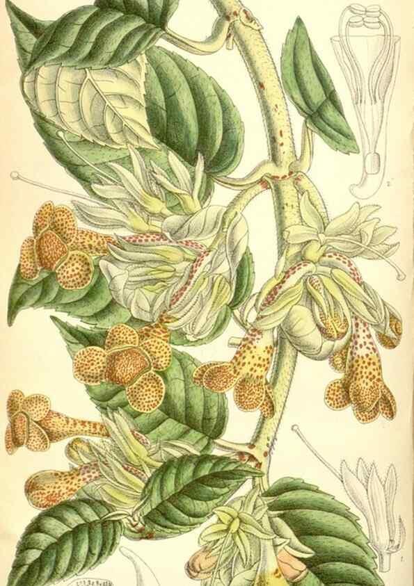 Reproducción/Reproduction 35437558635: Curtis's botanical magazine.. London ; New York [etc.] :Academic Press [etc.]