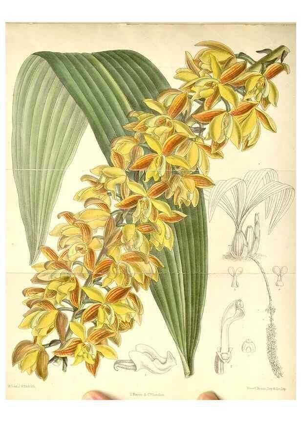 Reproducción/Reproduction 35270912862: Curtis's botanical magazine.. London ; New York [etc.] :Academic Press [etc.]