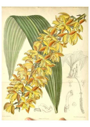Reproducción/Reproduction 35270912862: Curtis's botanical magazine.. London ; New York [etc.] :Academic Press [etc.]