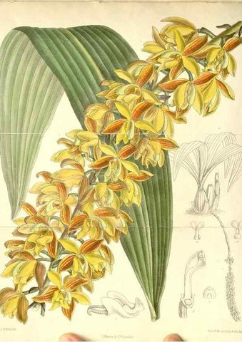 Reproducción/Reproduction 35270912862: Curtis's botanical magazine.. London ; New York [etc.] :Academic Press [etc.]