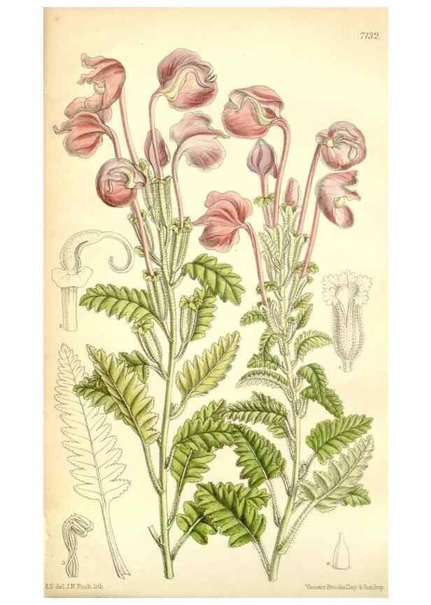 Reproducción/Reproduction 35050449750: Curtis's botanical magazine.. London ; New York [etc.] :Academic Press [etc.]