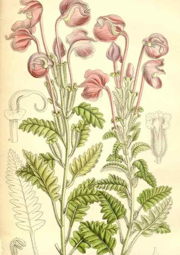 Reproducción/Reproduction 35050449750: Curtis's botanical magazine.. London ; New York [etc.] :Academic Press [etc.]
