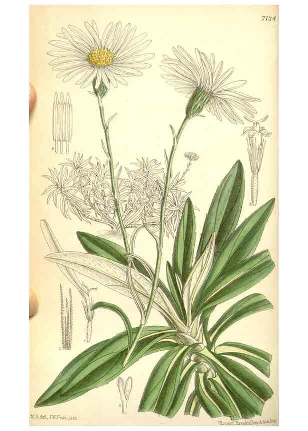 Reproducción/Reproduction 35437564795: Curtis's botanical magazine.. London ; New York [etc.] :Academic Press [etc.]