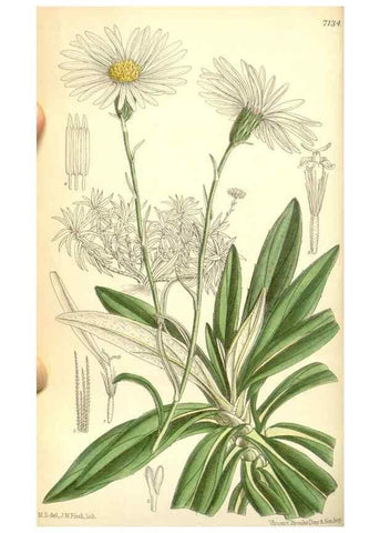 Reproducción/Reproduction 35437564795: Curtis's botanical magazine.. London ; New York [etc.] :Academic Press [etc.]