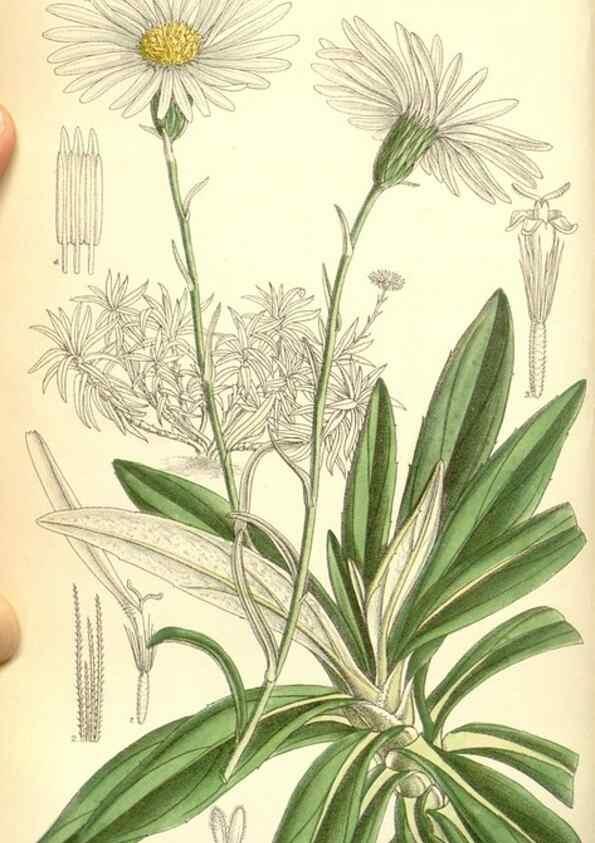 Reproducción/Reproduction 35437564795: Curtis's botanical magazine.. London ; New York [etc.] :Academic Press [etc.]