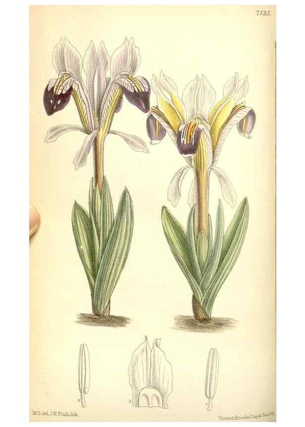 Reproducción/Reproduction 35437567685: Curtis's botanical magazine.. London ; New York [etc.] :Academic Press [etc.]