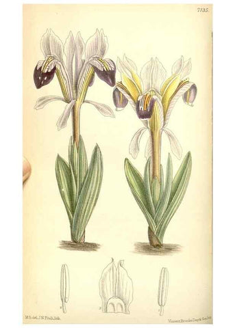 Reproducción/Reproduction 35437567685: Curtis's botanical magazine.. London ; New York [etc.] :Academic Press [etc.]
