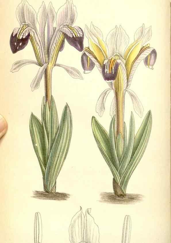 Reproducción/Reproduction 35437567685: Curtis's botanical magazine.. London ; New York [etc.] :Academic Press [etc.]