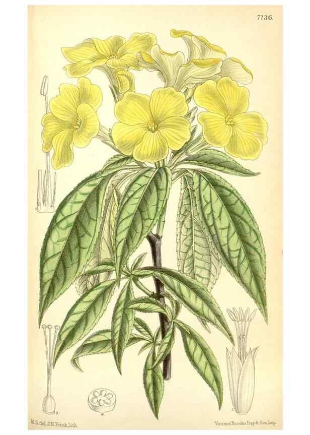 Reproducción/Reproduction 35437570715: Curtis's botanical magazine.. London ; New York [etc.] :Academic Press [etc.]
