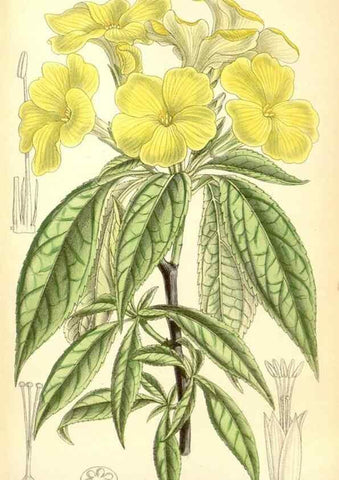 Reproducción/Reproduction 35437570715: Curtis's botanical magazine.. London ; New York [etc.] :Academic Press [etc.]