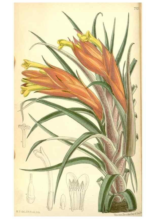 Reproducción/Reproduction 35050455670: Curtis's botanical magazine.. London ; New York [etc.] :Academic Press [etc.]