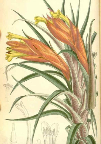 Reproducción/Reproduction 35050455670: Curtis's botanical magazine.. London ; New York [etc.] :Academic Press [etc.]