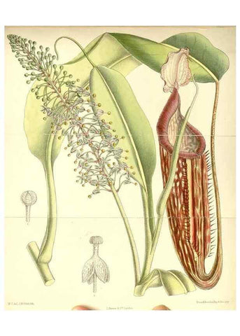 Reproducción/Reproduction 35437575825: Curtis's botanical magazine.. London ; New York [etc.] :Academic Press [etc.]