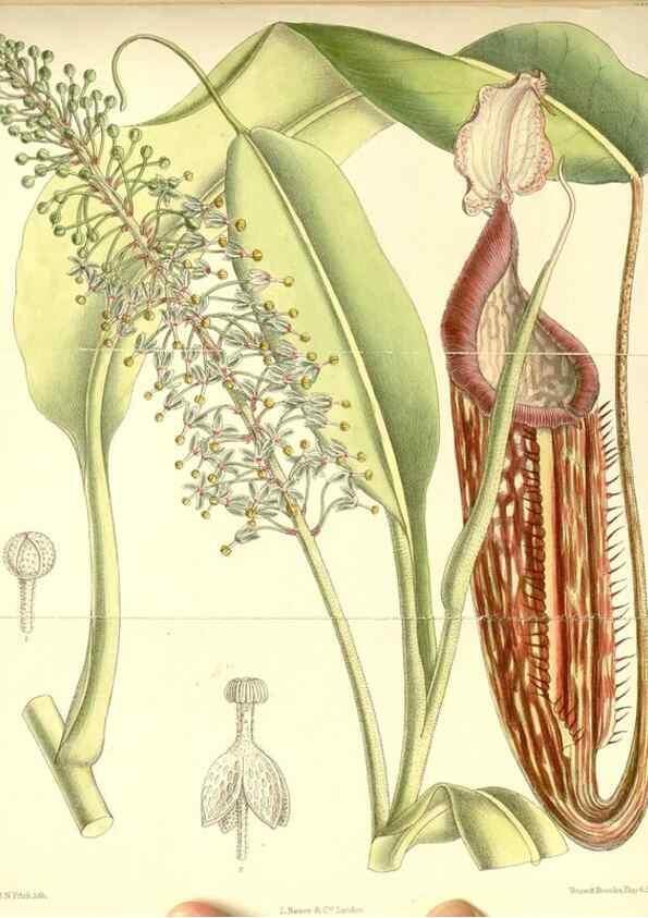 Reproducción/Reproduction 35437575825: Curtis's botanical magazine.. London ; New York [etc.] :Academic Press [etc.]