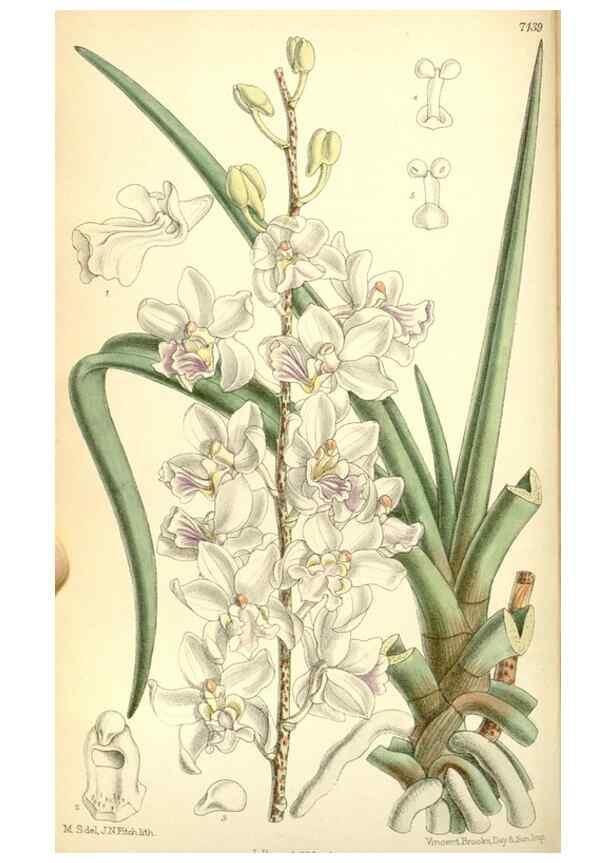 Reproducción/Reproduction 35270939982: Curtis's botanical magazine.. London ; New York [etc.] :Academic Press [etc.]