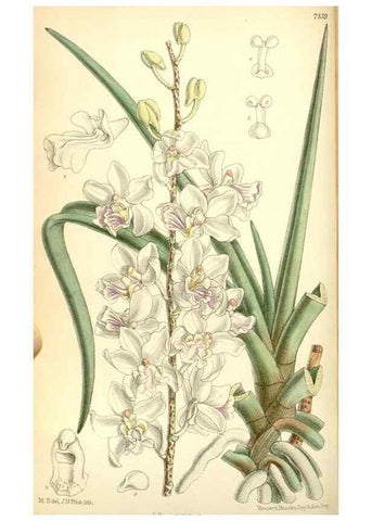 Reproducción/Reproduction 35270939982: Curtis's botanical magazine.. London ; New York [etc.] :Academic Press [etc.]