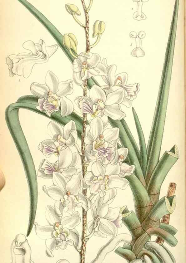 Reproducción/Reproduction 35270939982: Curtis's botanical magazine.. London ; New York [etc.] :Academic Press [etc.]