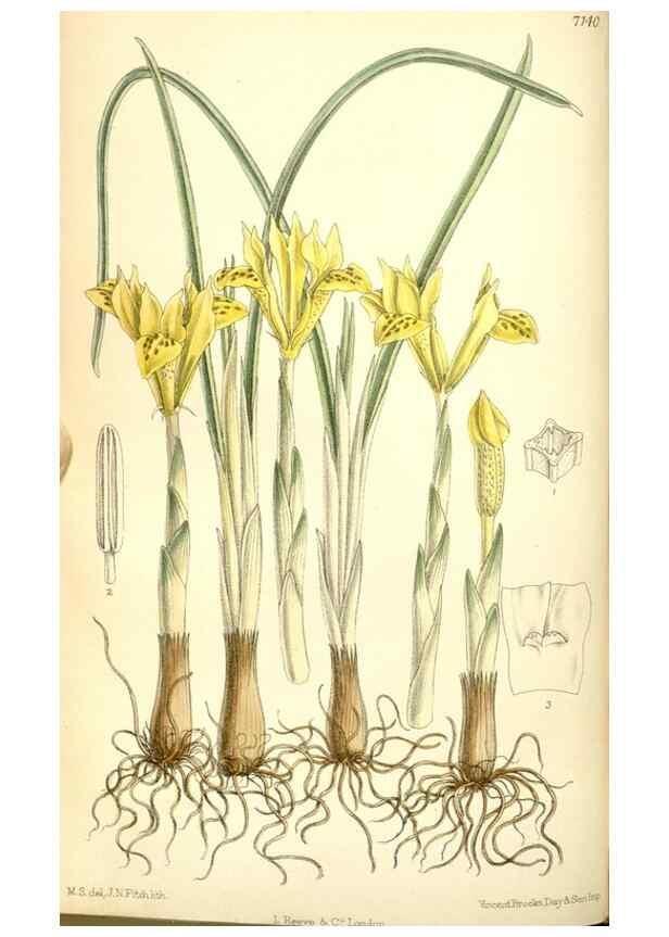 Reproducción/Reproduction 35437581595: Curtis's botanical magazine.. London ; New York [etc.] :Academic Press [etc.]