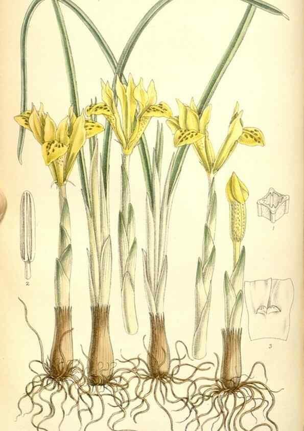 Reproducción/Reproduction 35437581595: Curtis's botanical magazine.. London ; New York [etc.] :Academic Press [etc.]