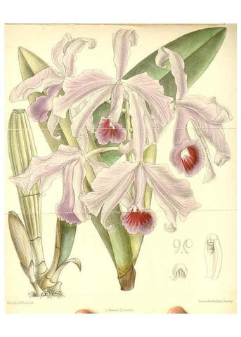 Reproducción/Reproduction 35437561995: Curtis's botanical magazine.. London ; New York [etc.] :Academic Press [etc.]