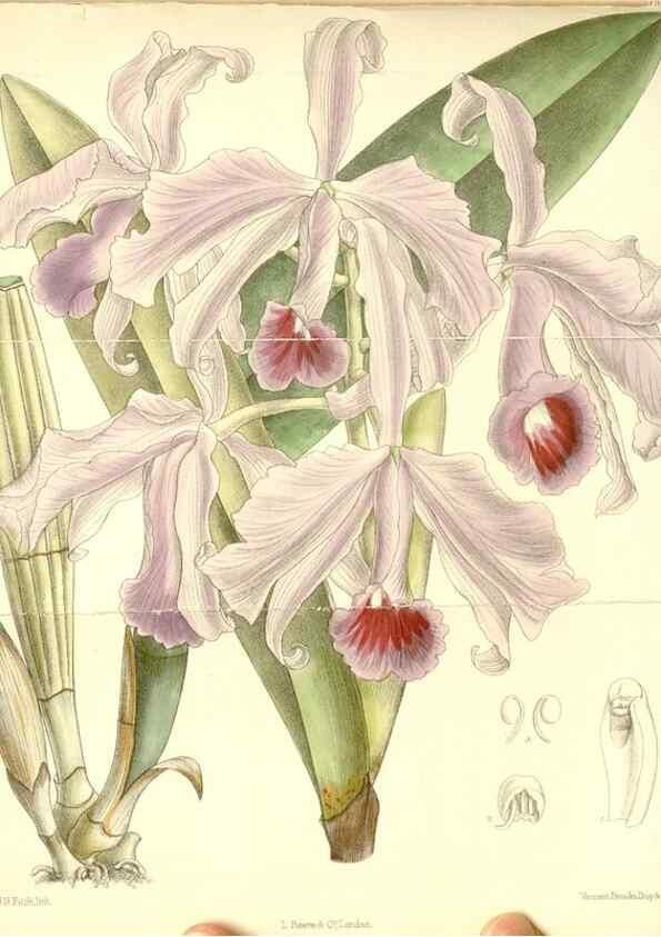 Reproducción/Reproduction 35437561995: Curtis's botanical magazine.. London ; New York [etc.] :Academic Press [etc.]