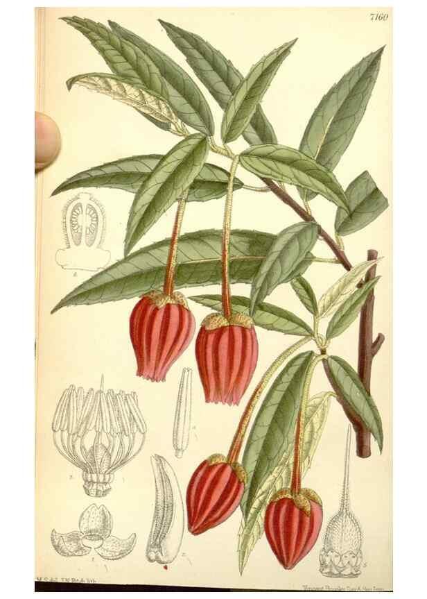 Reproducción/Reproduction 35050553280: Curtis's botanical magazine.. London ; New York [etc.] :Academic Press [etc.]