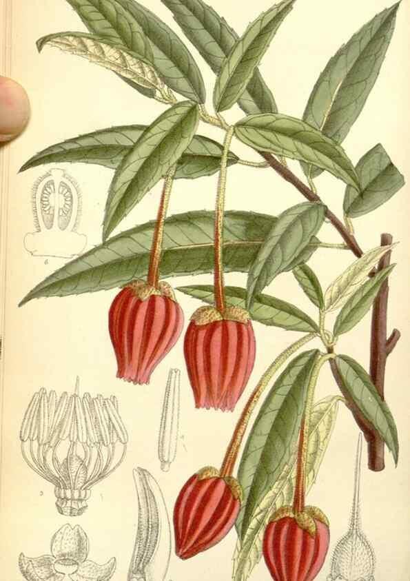 Reproducción/Reproduction 35050553280: Curtis's botanical magazine.. London ; New York [etc.] :Academic Press [etc.]