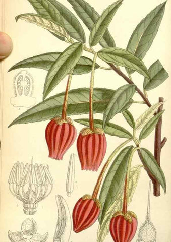 Reproducción/Reproduction 35050553280: Curtis's botanical magazine.. London ; New York [etc.] :Academic Press [etc.]