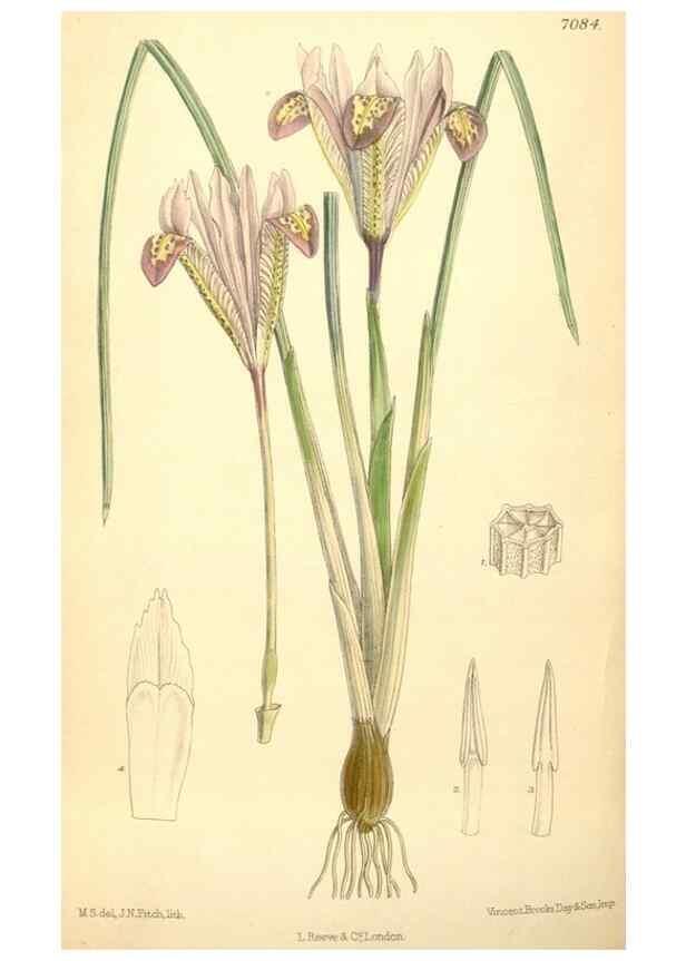 Reproducción/Reproduction 34627233033: Curtis's botanical magazine.. London ; New York [etc.] :Academic Press [etc.]
