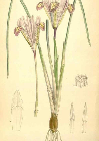 Reproducción/Reproduction 34627233033: Curtis's botanical magazine.. London ; New York [etc.] :Academic Press [etc.]