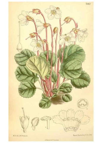 Reproducción/Reproduction 34627230173: Curtis's botanical magazine.. London ; New York [etc.] :Academic Press [etc.]