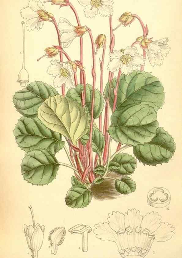 Reproducción/Reproduction 34627230173: Curtis's botanical magazine.. London ; New York [etc.] :Academic Press [etc.]