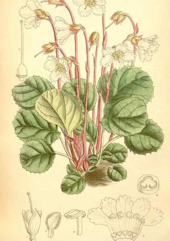 Reproducción/Reproduction 34627230173: Curtis's botanical magazine.. London ; New York [etc.] :Academic Press [etc.]