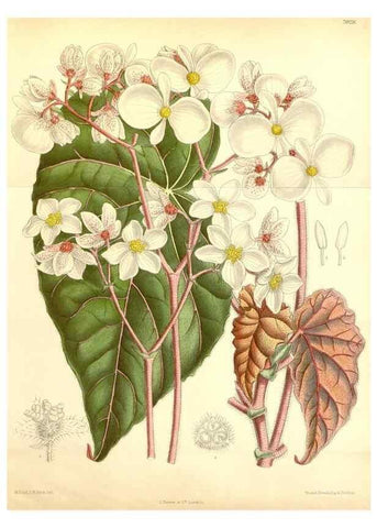 Reproducción/Reproduction 35396403106: Curtis's botanical magazine.. London ; New York [etc.] :Academic Press [etc.]