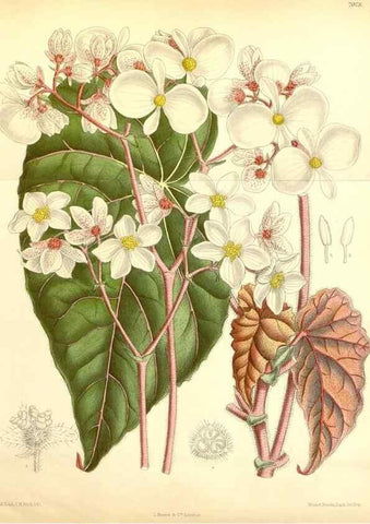 Reproducción/Reproduction 35396403106: Curtis's botanical magazine.. London ; New York [etc.] :Academic Press [etc.]